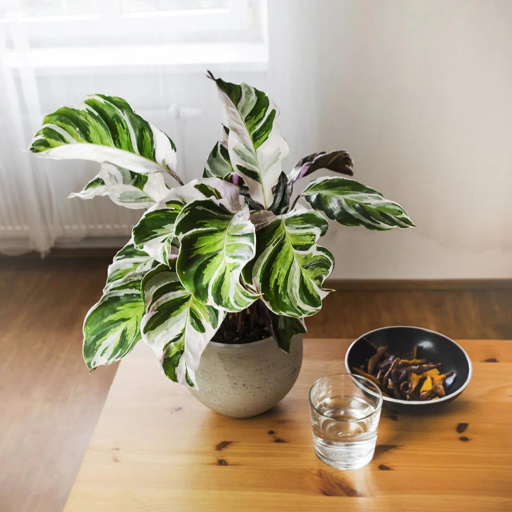 Planta Paun Calathea Fusion White, cu frunze Tricolor - 60 cm