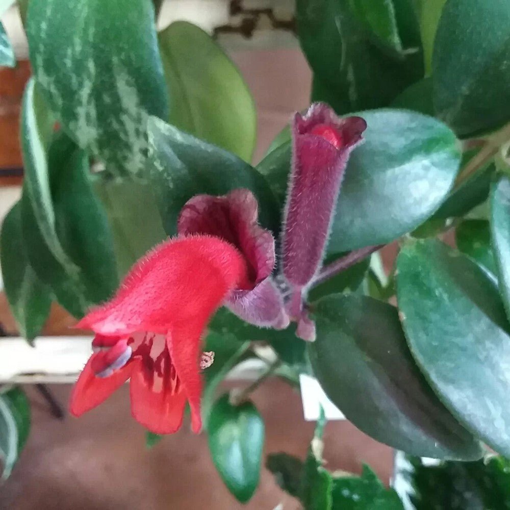 Planta Ruj (Aeschynanthus Mona Lisa) - 50 cm