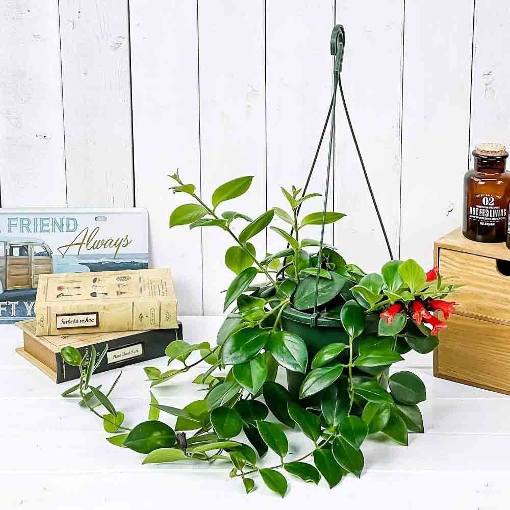 Planta Ruj (Aeschynanthus Mona Lisa) - 50 cm