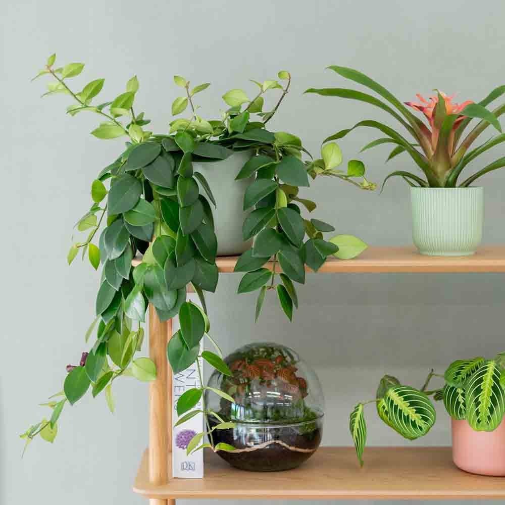 Planta Ruj (Aeschynanthus Mona Lisa) - 50 cm