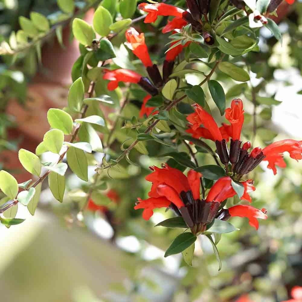 Planta Ruj (Aeschynanthus Mona Lisa) - 50 cm