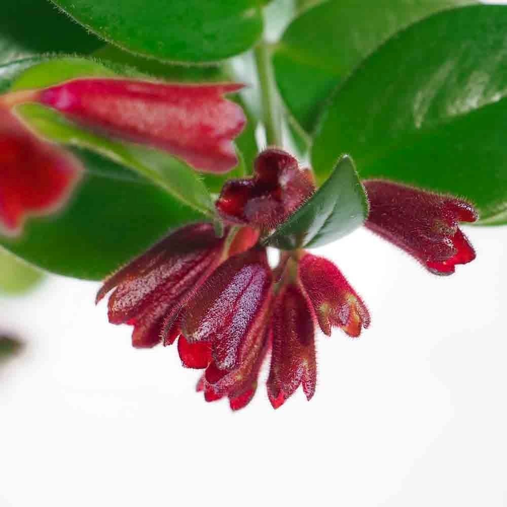 Planta Ruj (Aeschynanthus Mona Lisa) - 50 cm