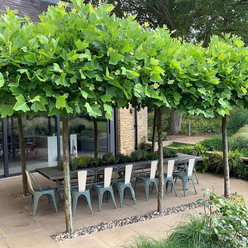 Platan Englezesc dirijat in forma de spalier orizontal (tip acoperis), copac umbros decorativ cu coroana plata, ideal pentru alei si pergole