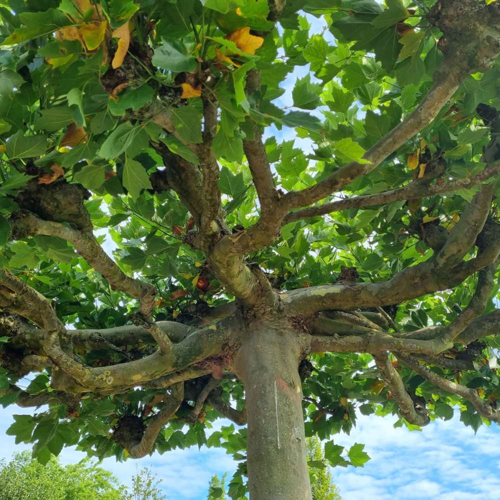 Platan Englezesc dirijat in forma de spalier orizontal (tip acoperis), copac umbros decorativ cu coroana plata, ideal pentru alei si pergole