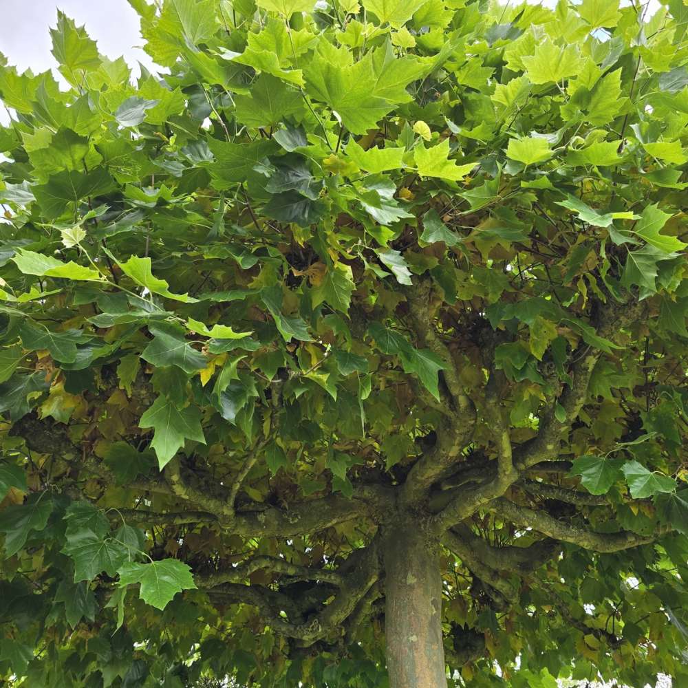 Platan Englezesc dirijat in forma de spalier orizontal (tip acoperis), copac umbros decorativ cu coroana plata, ideal pentru alei si pergole