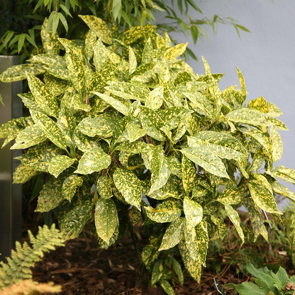 Pom de Aur Japonez Aucuba Variegata, planta decorativa de apartament cu frunze verzi patate galben