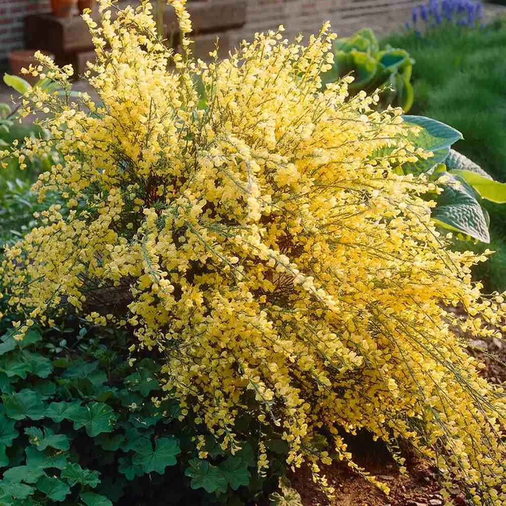 Maturica Auriu Allgold (Cytisus praecox), arbust ornamental galben intens cu inflorire timpurie, rezistent la seceta, pentru gradini insorite