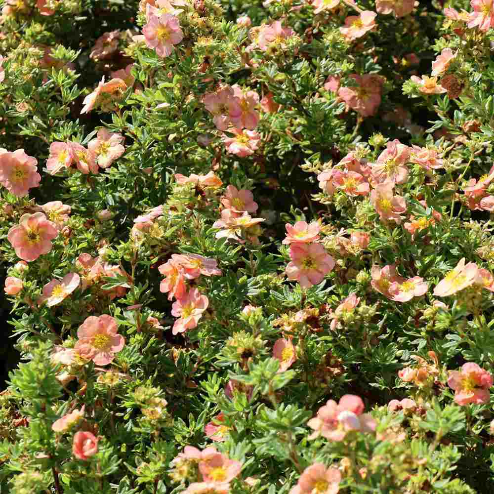 Coada Racului (Potentilla) Daydawn, arbust cu flori roz-crem, cu inflorire lunga, rezistent la seceta