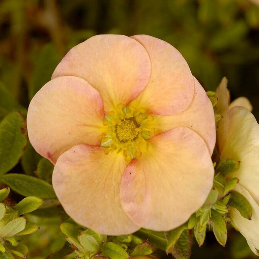 Coada Racului (Potentilla) Daydawn, arbust cu flori roz-crem, cu inflorire lunga, rezistent la seceta