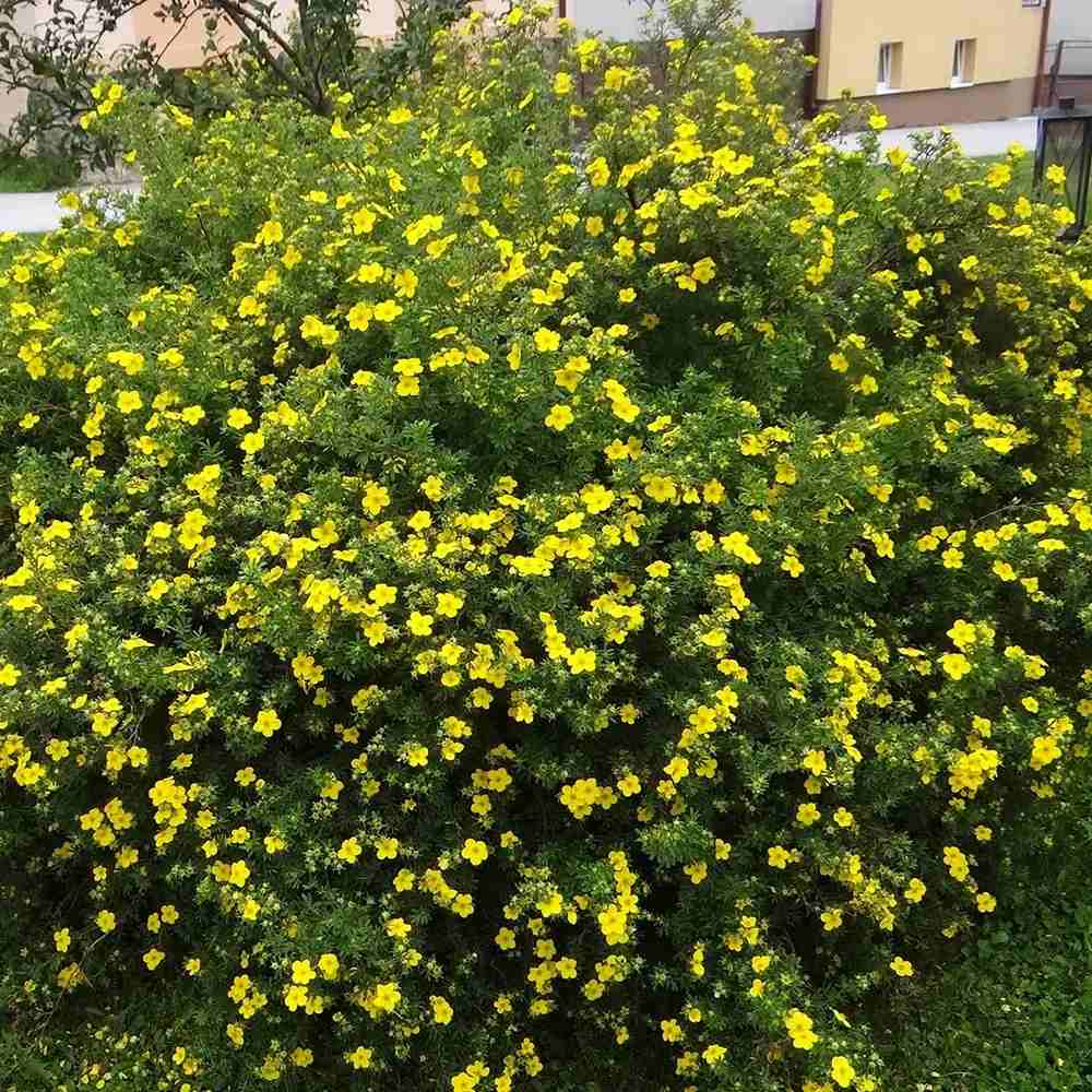 Coada Racului (Potentilla) Goldstar, arbust pitic cu flori galbene, inflorire lunga, rezistent la seceta