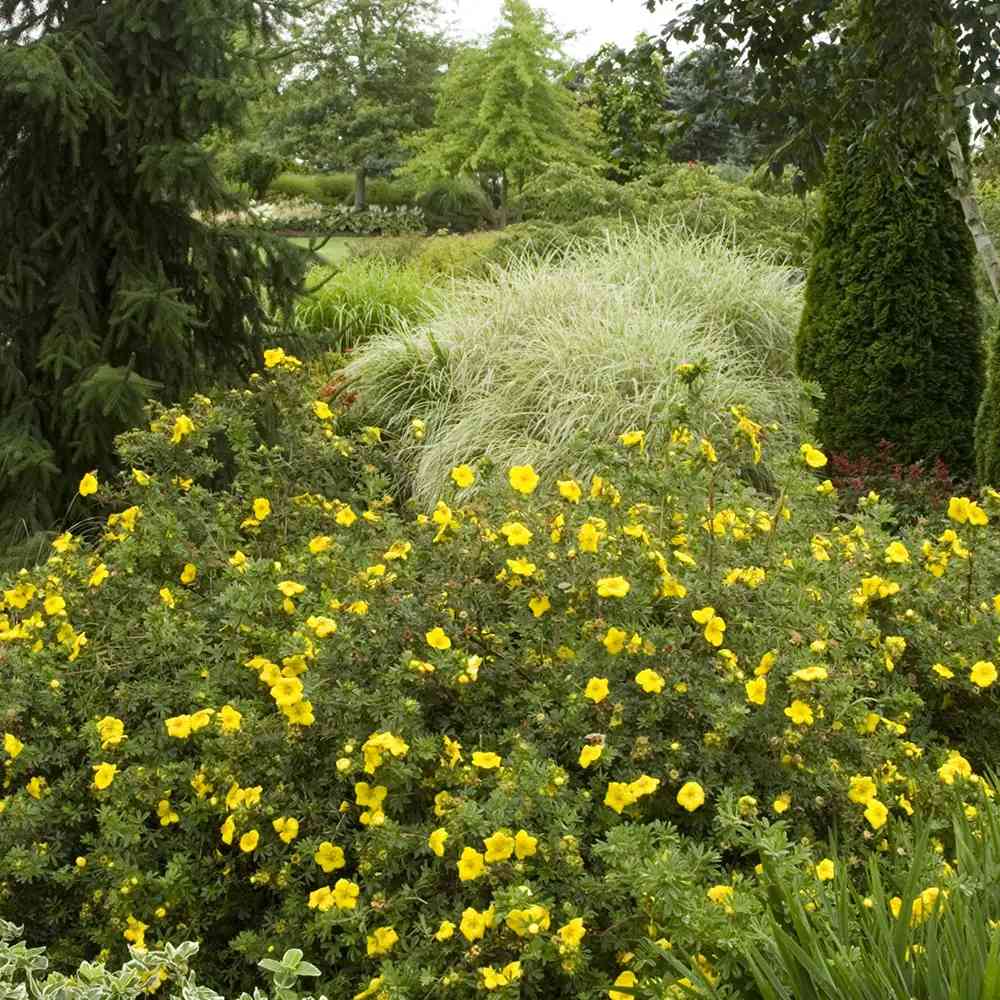 Coada Racului (Potentilla) Goldstar, arbust pitic cu flori galbene, inflorire lunga, rezistent la seceta
