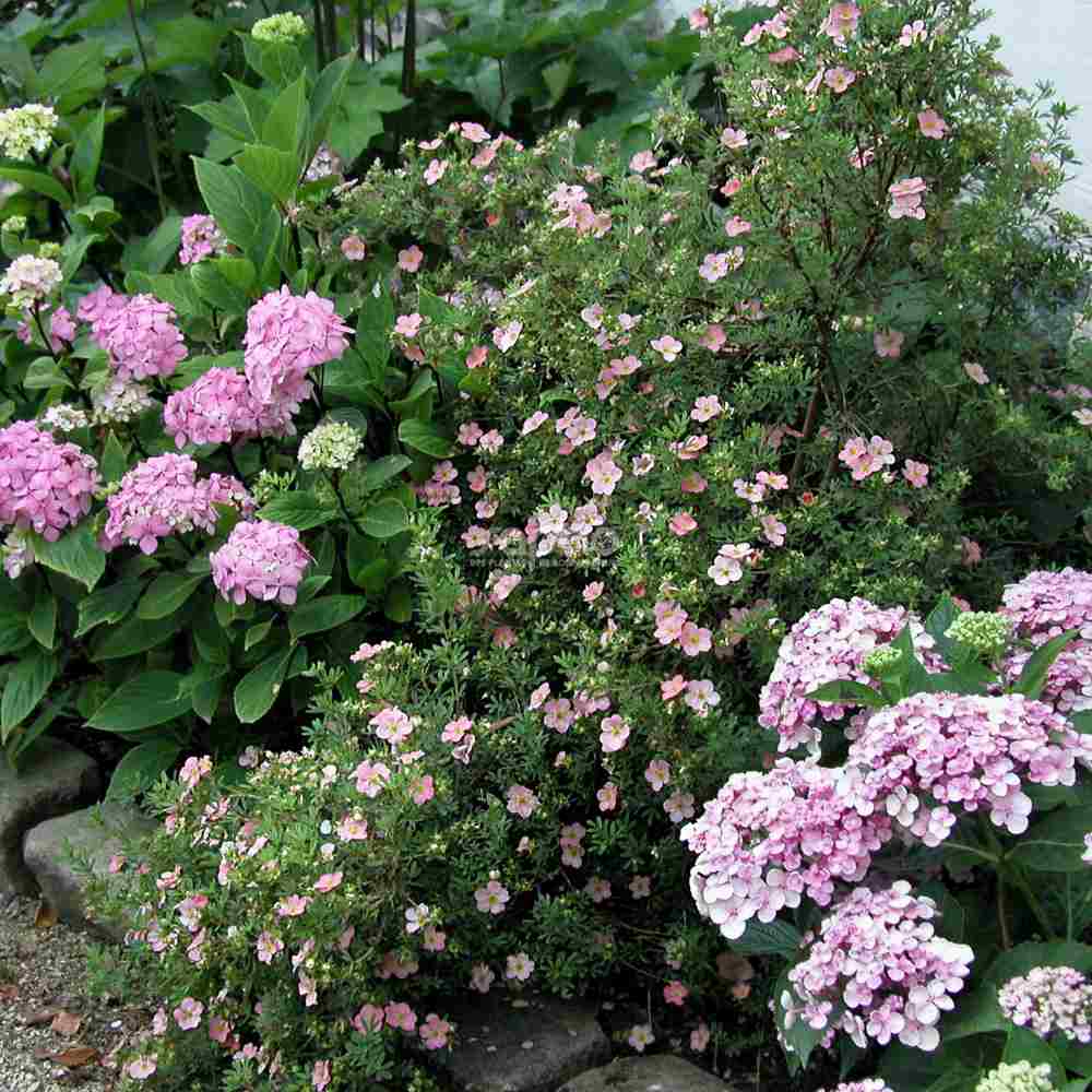 Coada Racului (Potentilla) Lovely Pink, arbust decorativ cu flori roz pal, inflorire lunga, rezistent la seceta