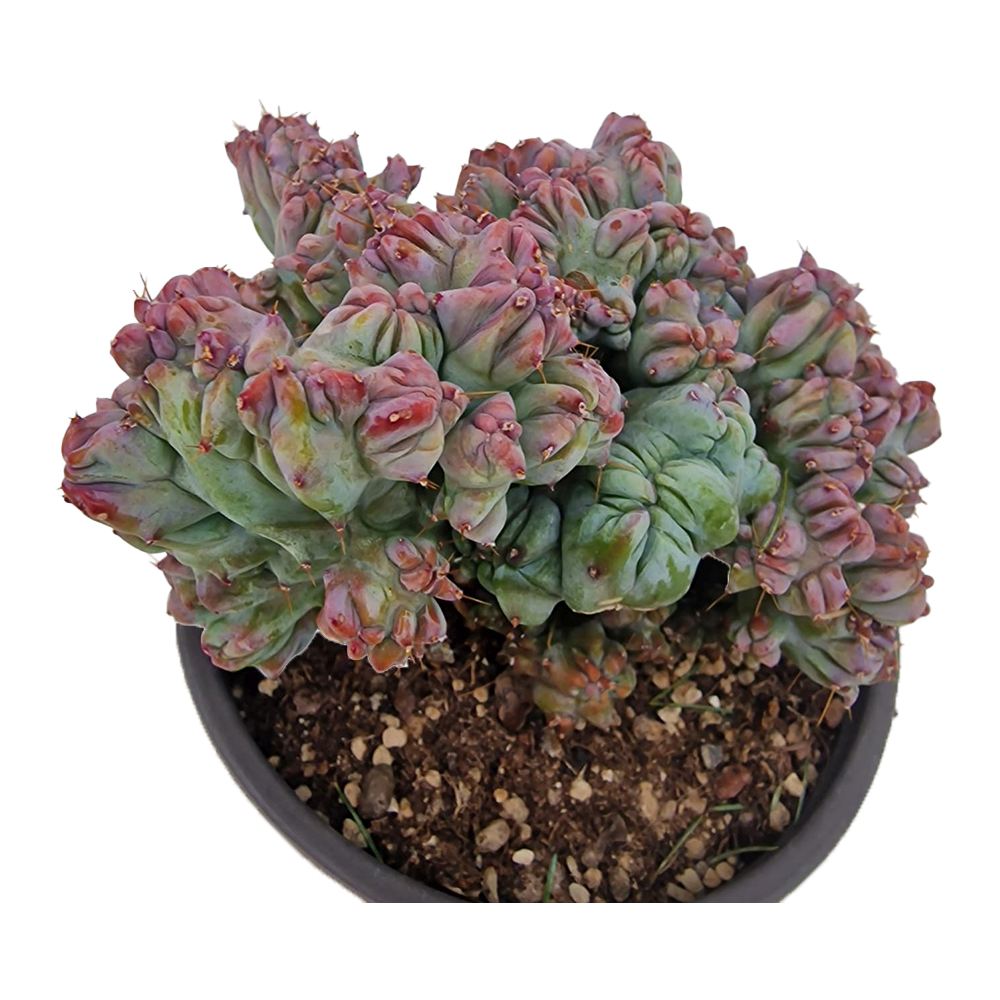 Cactus Myrtillocactus geometrizans Strictus, cactus crestat albastru-verzui-roz, planta exotica decorativa de interior