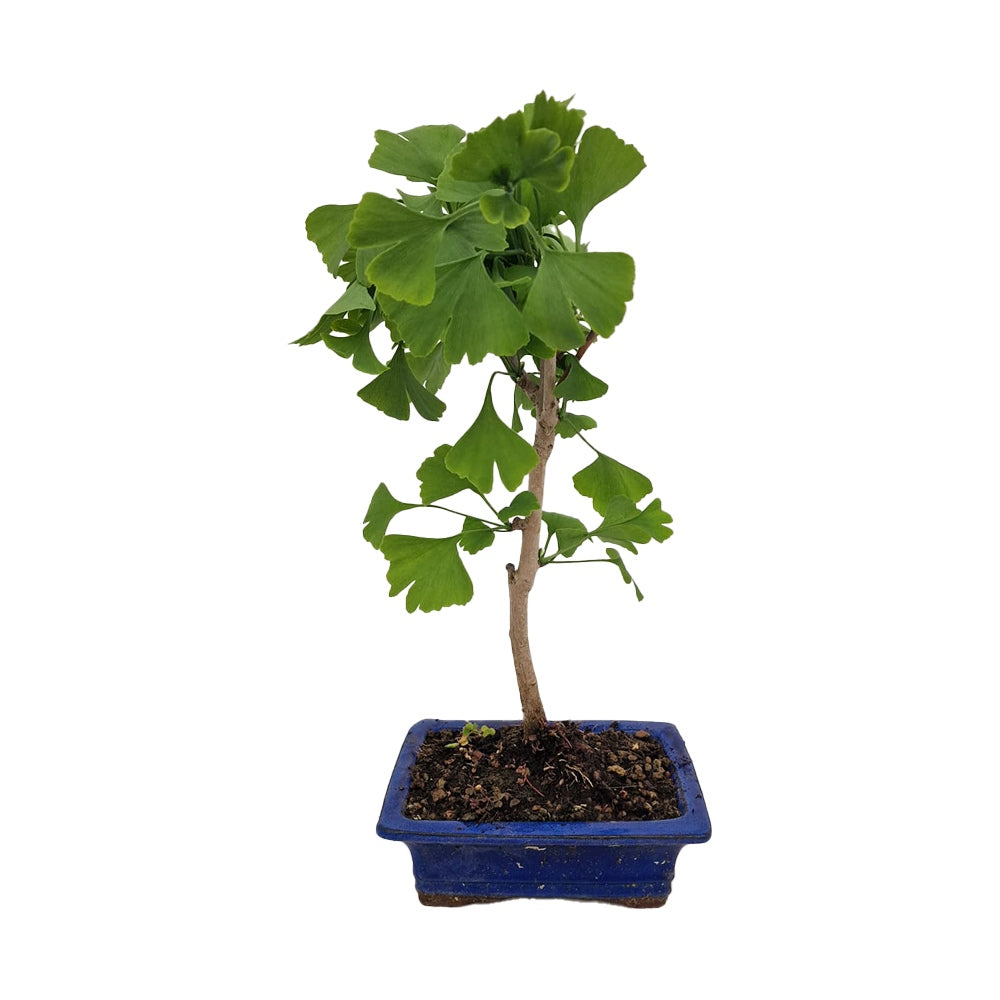 Aranjament Ginkgo Biloba Bonsai planta de interior decorativa in ghiveci albastru plat