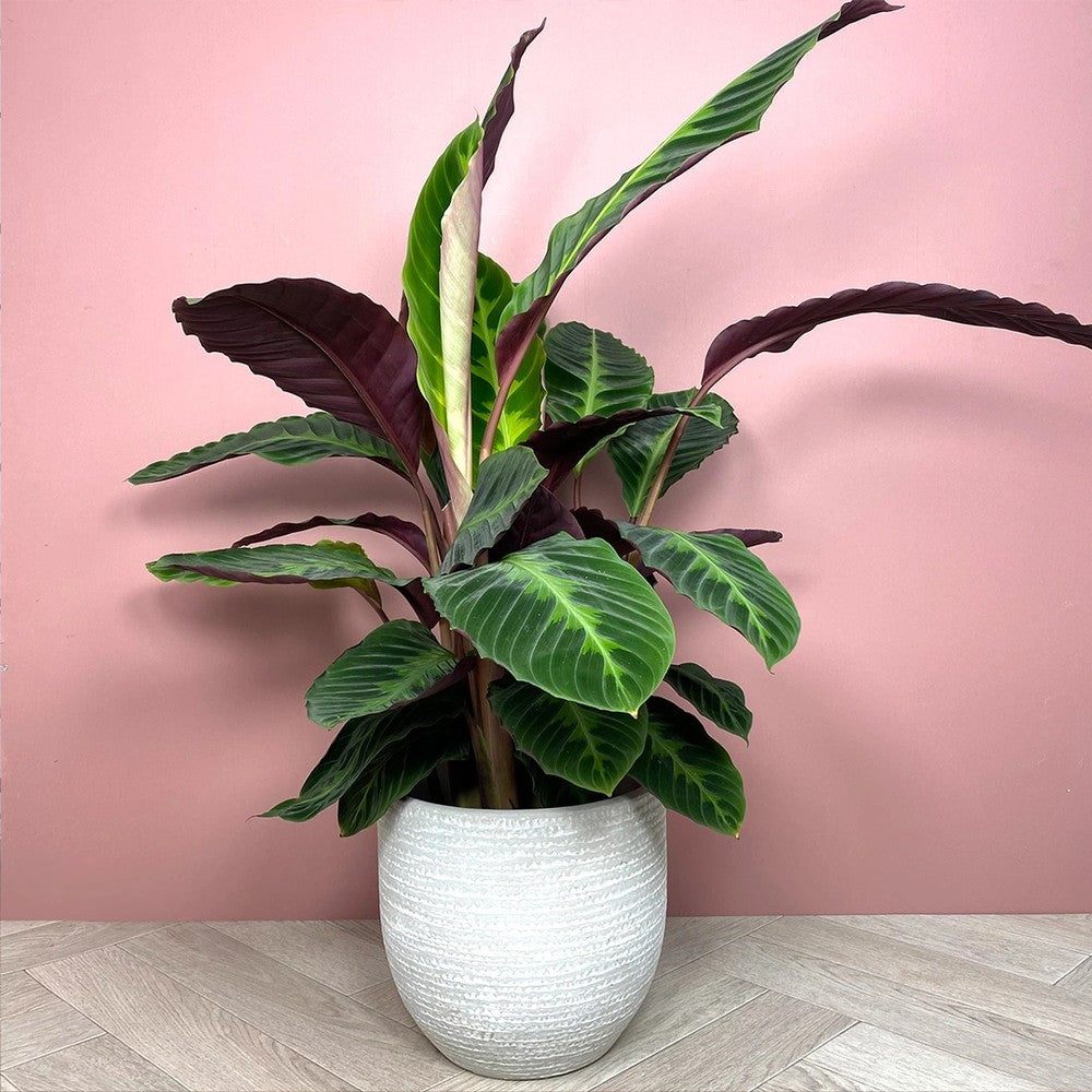 Planta care se roaga, Calathea warscewiczii, planta de interior cu frunze catifelate si model decorativ