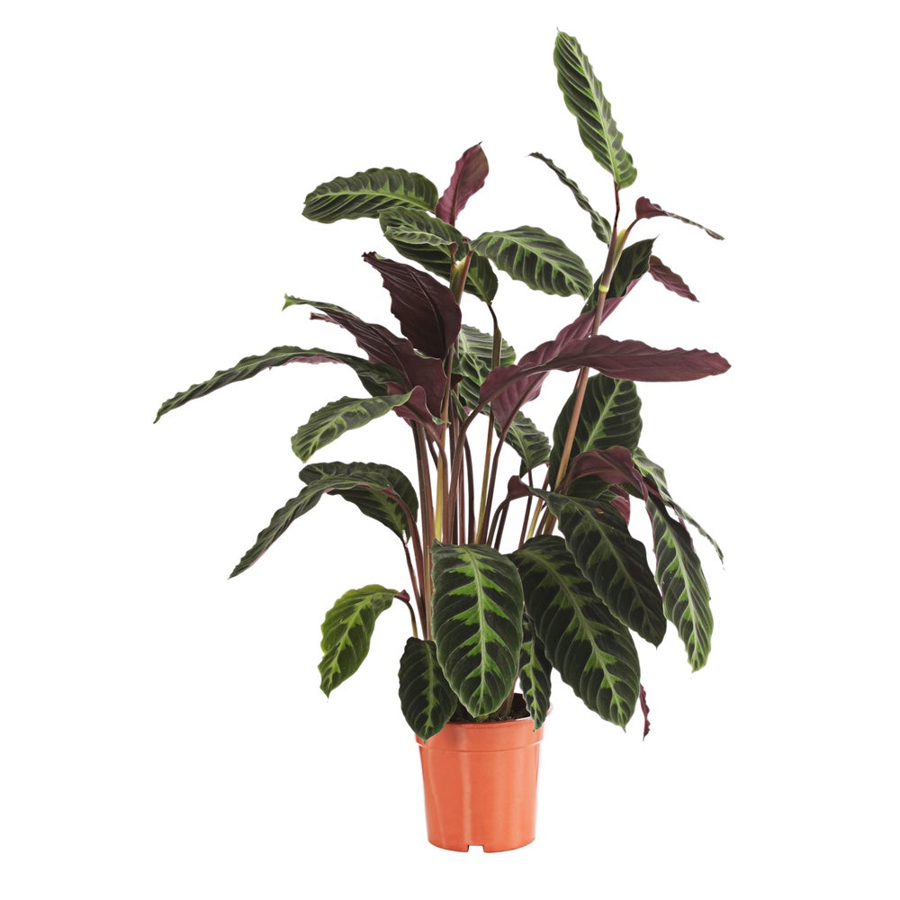 Planta care se roaga, Calathea warscewiczii, planta de interior cu frunze catifelate si model decorativ