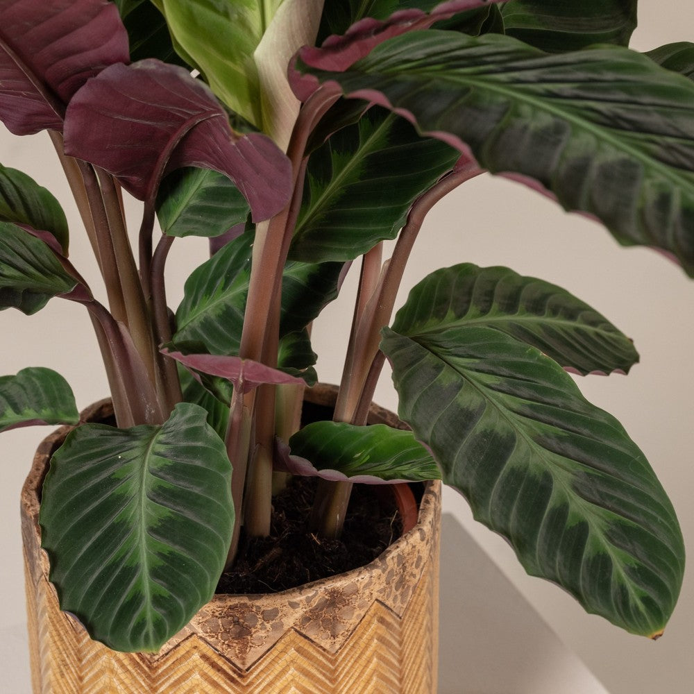 Planta care se roaga, Calathea warscewiczii, planta de interior cu frunze catifelate si model decorativ