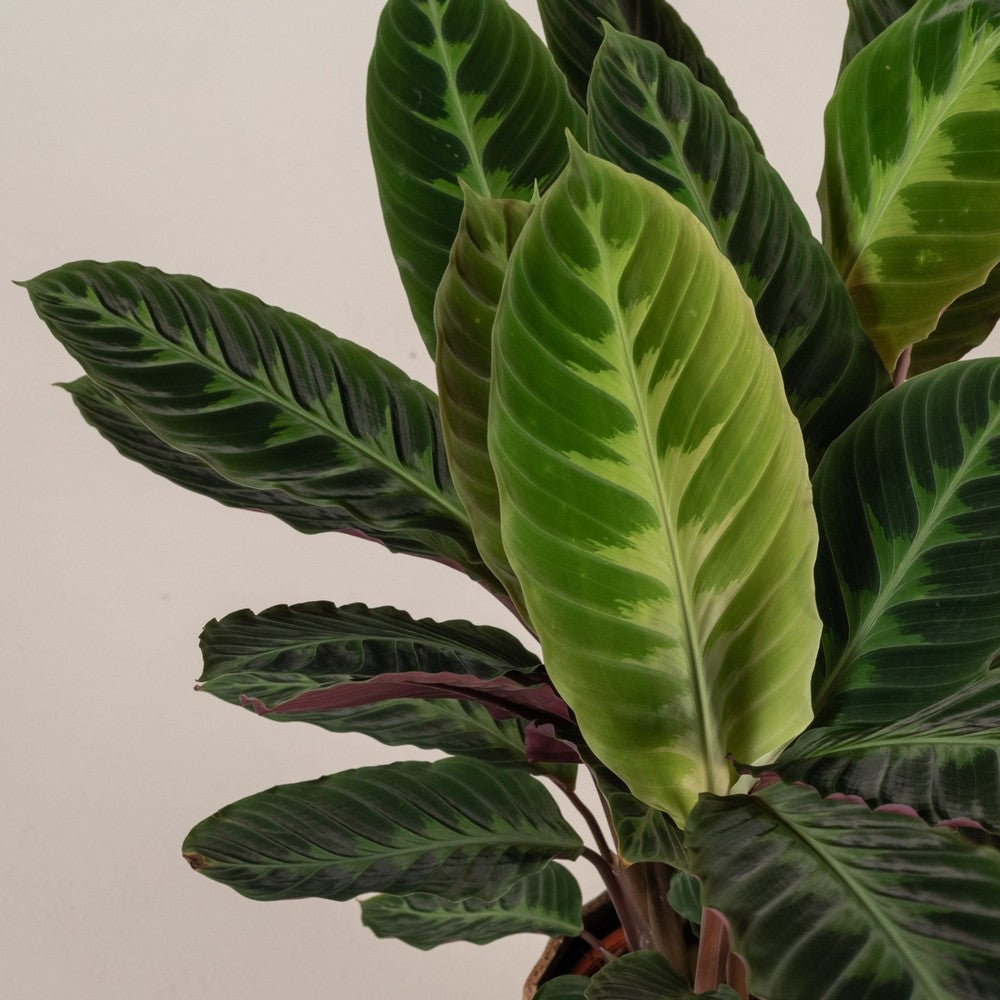 Planta care se roaga, Calathea warscewiczii, planta de interior cu frunze catifelate si model decorativ