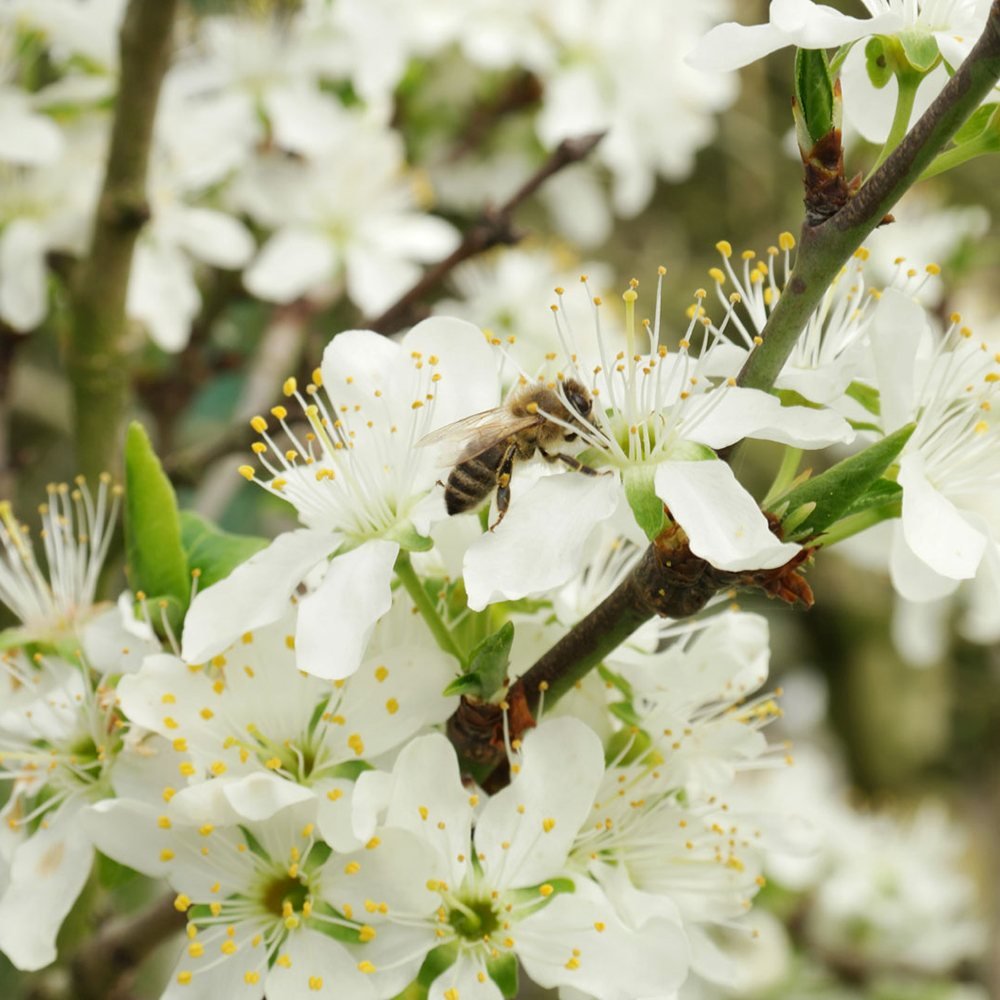 Prun Bleue de Belgique (Prunus Domestica), cu fructe dulci violet-inchis