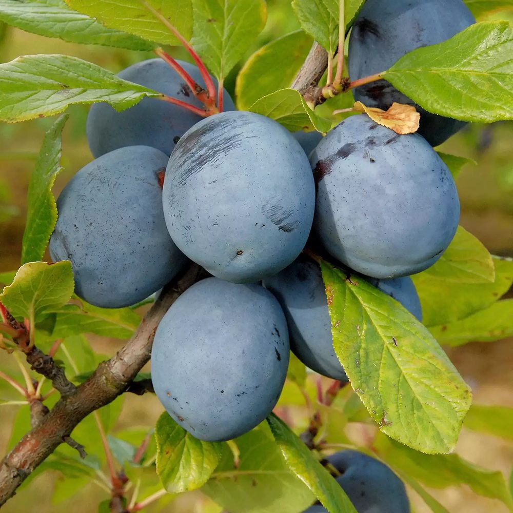 Prun Bleue de Belgique (Prunus Domestica), cu fructe dulci violet-inchis