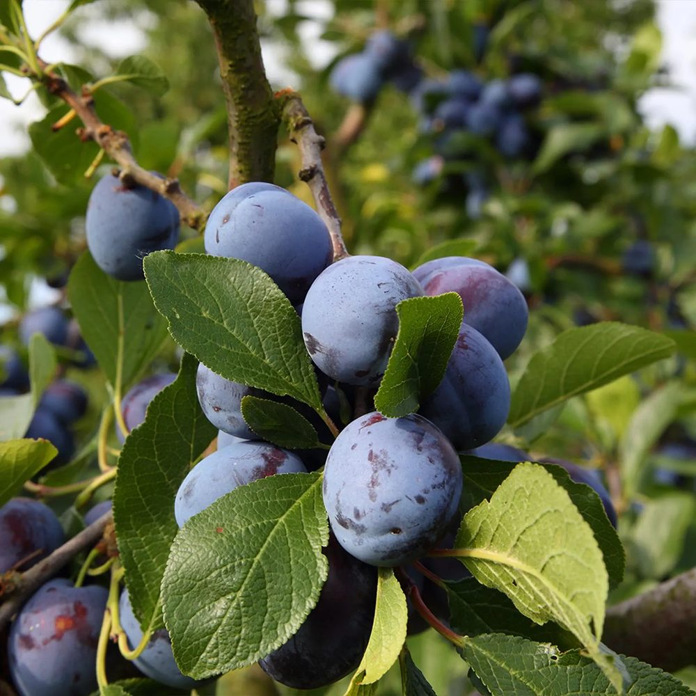 Prun Bleue de Belgique (Prunus Domestica), cu fructe dulci violet-inchis - VERDENA-livrat in ghiveci de 5 l