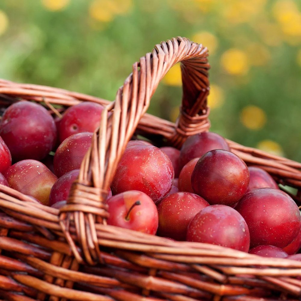 Prun Columnar (Prunus Domestica) Mirabelle Ruby, cu fructe dulci-acrisor rubinii