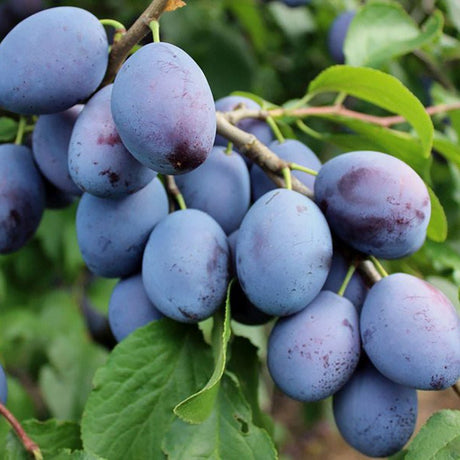 Prun Hauszwetsche (Prunus Domestica), cu fructe dulci albastre-violet - VERDENA-livrat in ghiveci de 5 l
