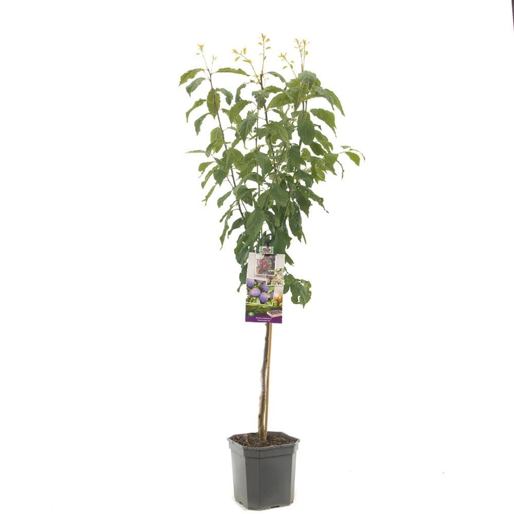 Prun Hauszwetsche (Prunus Domestica), cu fructe dulci, albastre-violet