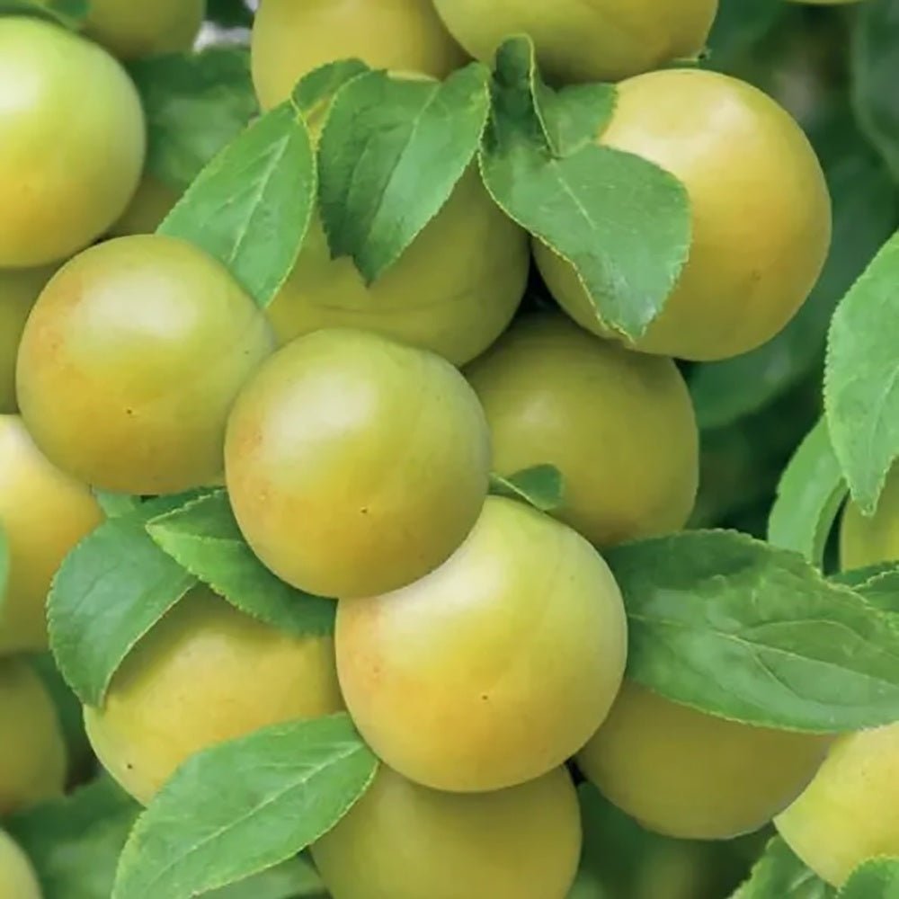 Prun Ontario (Prunus Domestica), cu fructe dulci galben-verzui