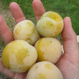 Prun Ontario (Prunus Domestica), cu fructe dulci galben-verzui - VERDENA-livrat in ghiveci de 5 l