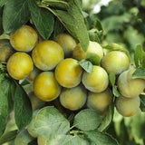 Prun Ontario (Prunus Domestica), cu fructe dulci galben-verzui - VERDENA-livrat in ghiveci de 5 l