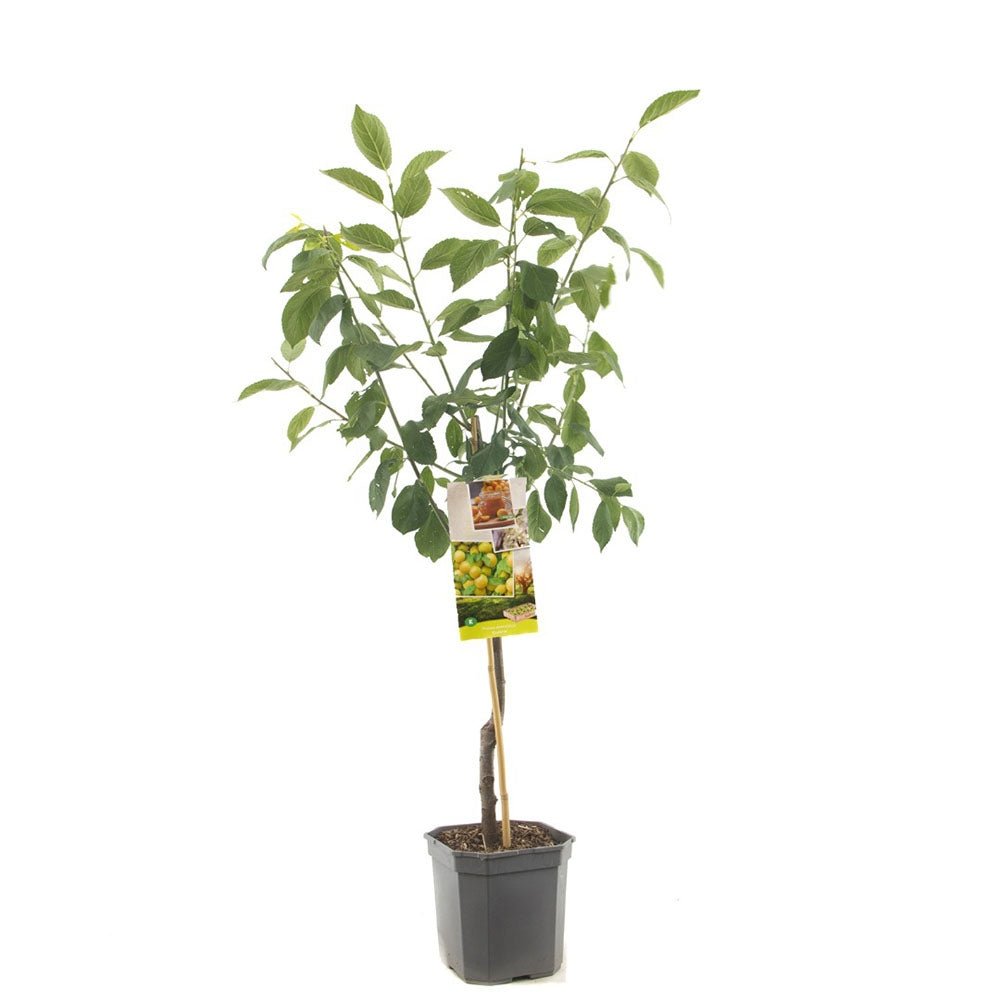 Prun Ontario (Prunus Domestica), cu fructe dulci galben-verzui