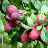 Prun Opal (Prunus Domestica), cu fructe dulci-acidulat mov-violet - VERDENA-livrat in ghiveci de 5 l