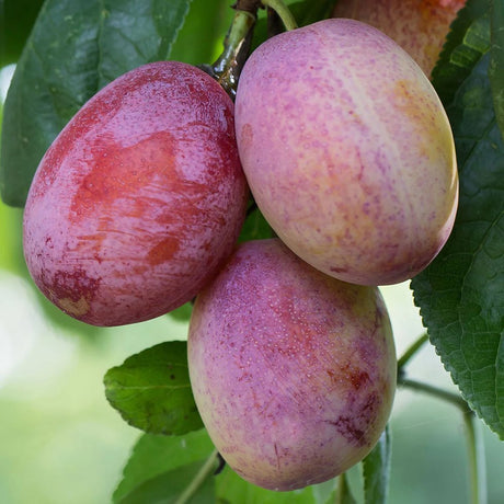 Prun Opal (Prunus Domestica), cu fructe dulci-acidulat mov-violet - VERDENA-livrat in ghiveci de 5 l