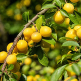 Prun (Prunus Domestica) Mirabelle de Nancy, cu fructe dulci galbene - VERDENA-livrat in ghiveci de 5 l