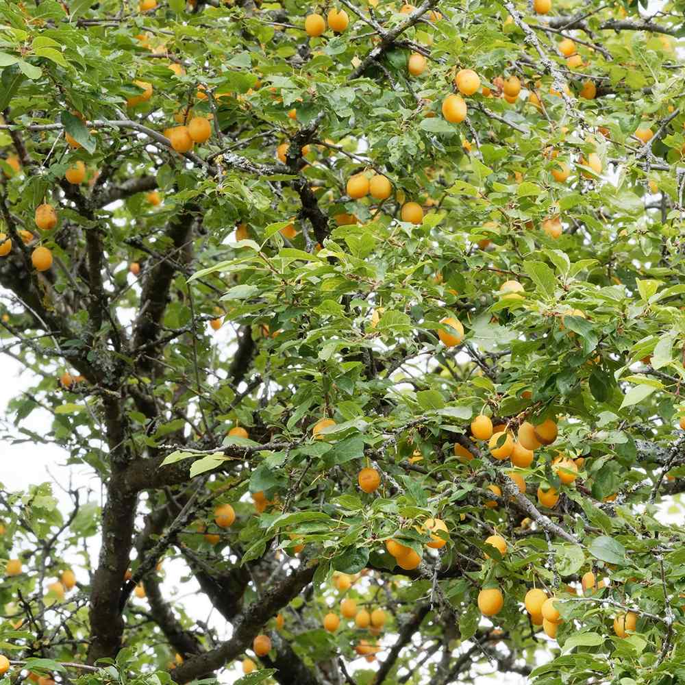 Prun (Prunus Domestica) Mirabelle de Nancy, cu fructe dulci galbene - VERDENA-livrat in ghiveci de 5 l