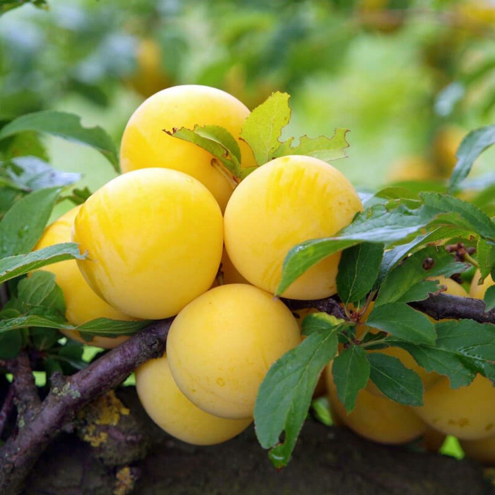 Prun Reine Claude d'Oullins (Prunus Domestica), cu fructe dulci galbene