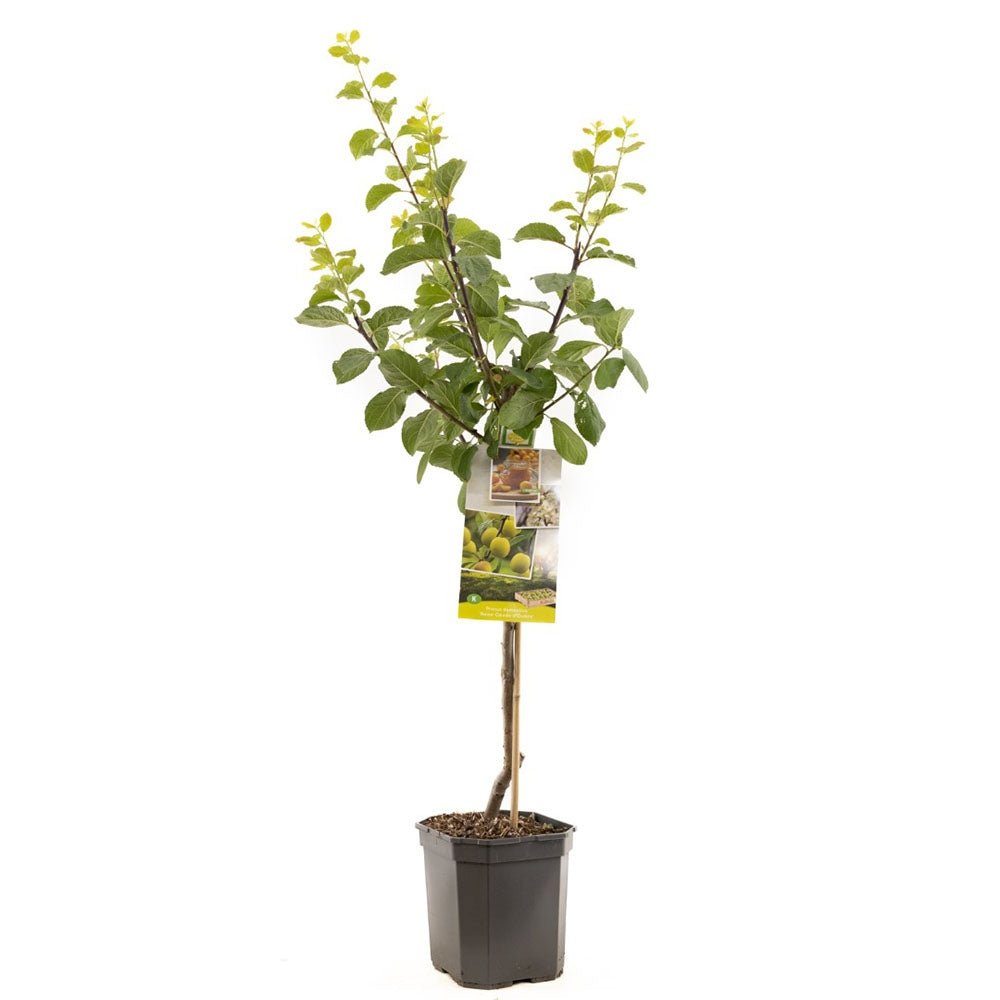 Prun Reine Claude d'Oullins (Prunus Domestica), cu fructe dulci galbene