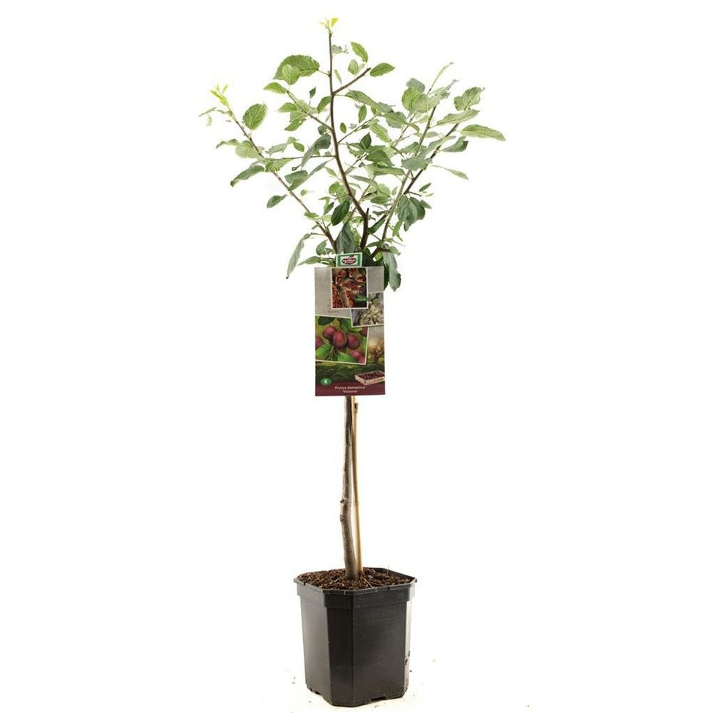 Prun Victoria (Prunus Domestica), cu fructe dulci violet-rosiatice