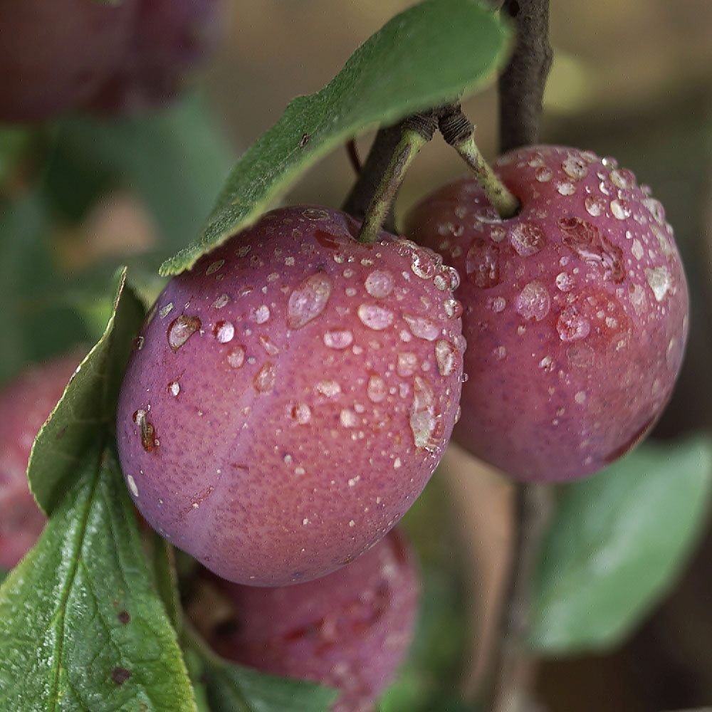 Prun Victoria (Prunus Domestica), cu fructe dulci violet-rosiatice