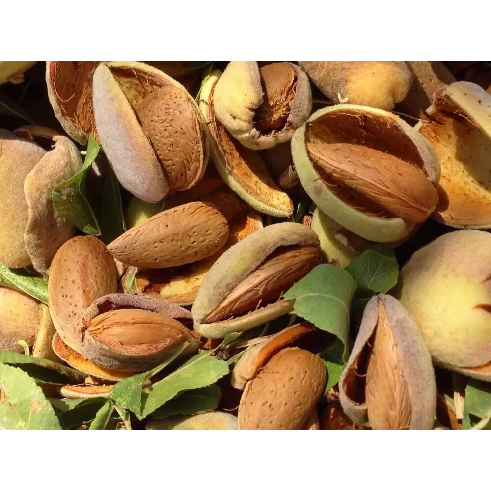 Copacel Migdal Genco (Prunus amygdalus), cu migdale dulci crocanti, an 2 pe rod