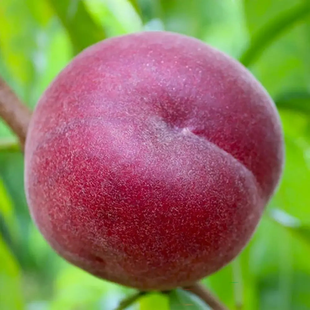 Piersic (Prunus Persica) Royal Glory cu fructe burgundii-rosii, an 2 pe rod