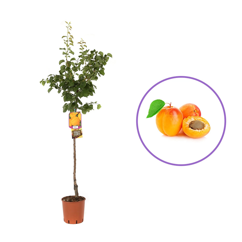 Cais (Prunus armeniaca) Aurora, cu fructe dulci portocalii, an 2 pe rod