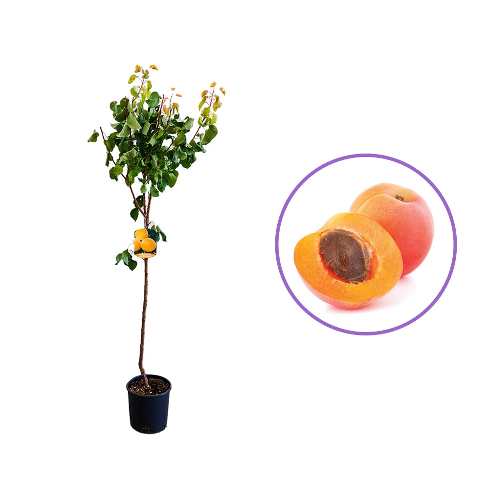 Cais (Prunus armeniaca) Orange Red, cu fructe dulci portocalii-rosii, an 2 pe rod