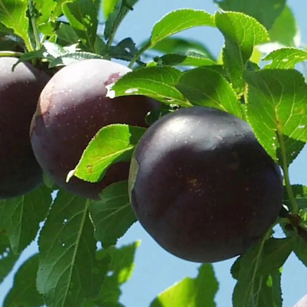 Prun Obilnaja (Prunus Domestica), cu fructe dulci mov-violet, an 2 pe rod