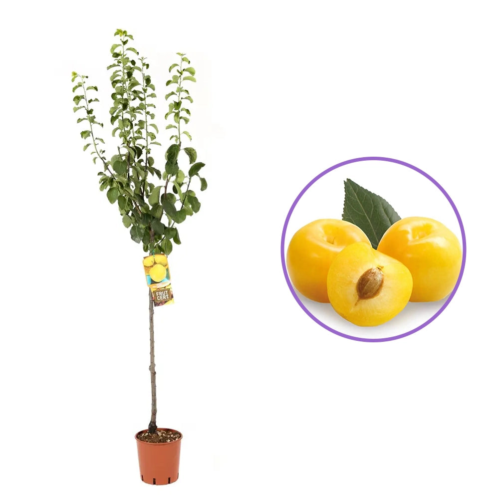 Prun Regina Claudia Gialla (Prunus Domestica), cu fructe dulci galbene, an 2 pe rod