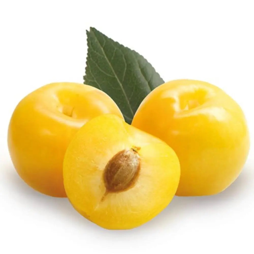 Prun Regina Claudia Gialla (Prunus Domestica), cu fructe dulci galbene, an 2 pe rod