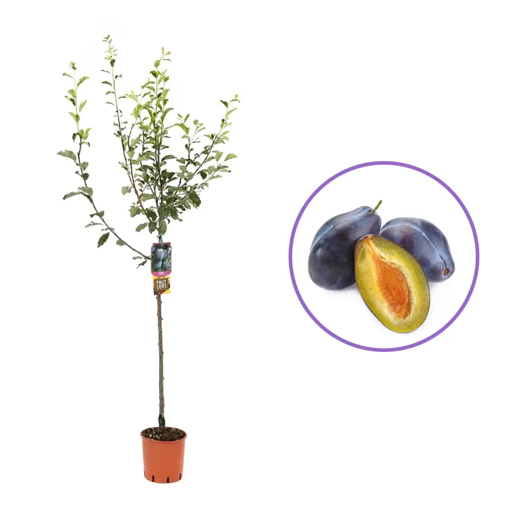 Prun Stanley (Prunus Domestica), cu fructe dulci mov, an 2 pe rod