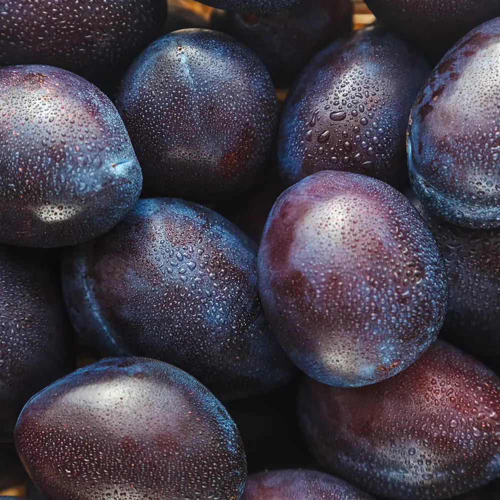 Prun Black Amber (Prunus Domestica), cu fructe dulci negre-violet, an 2 pe rod