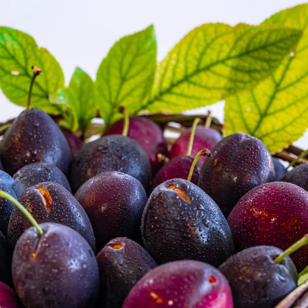 Prun Black Amber (Prunus Domestica), cu fructe dulci negre-violet, an 2 pe rod